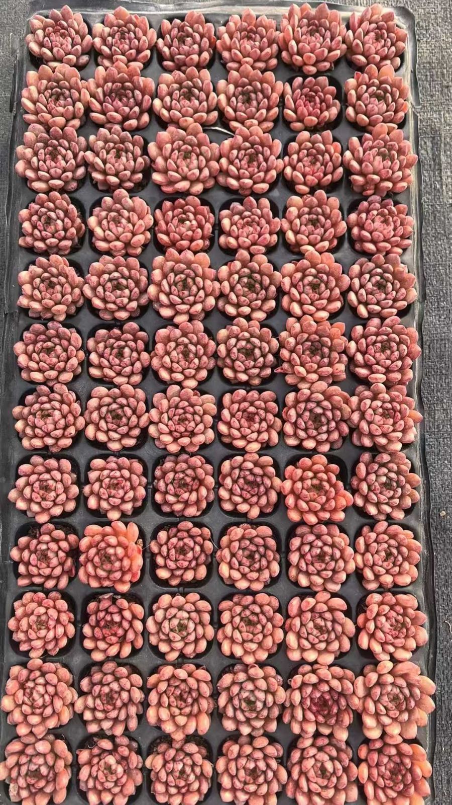 多肉植物 X212 ルビー 72苗 土根付き エケベリア セダム アエオニウム