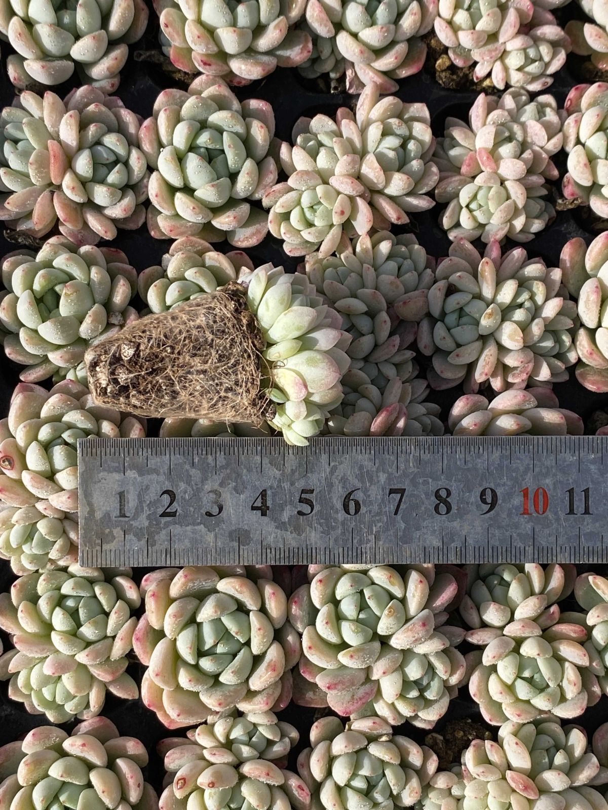 多肉植物 X126 ギョクカン 105苗 土根付き エケベリア セダム