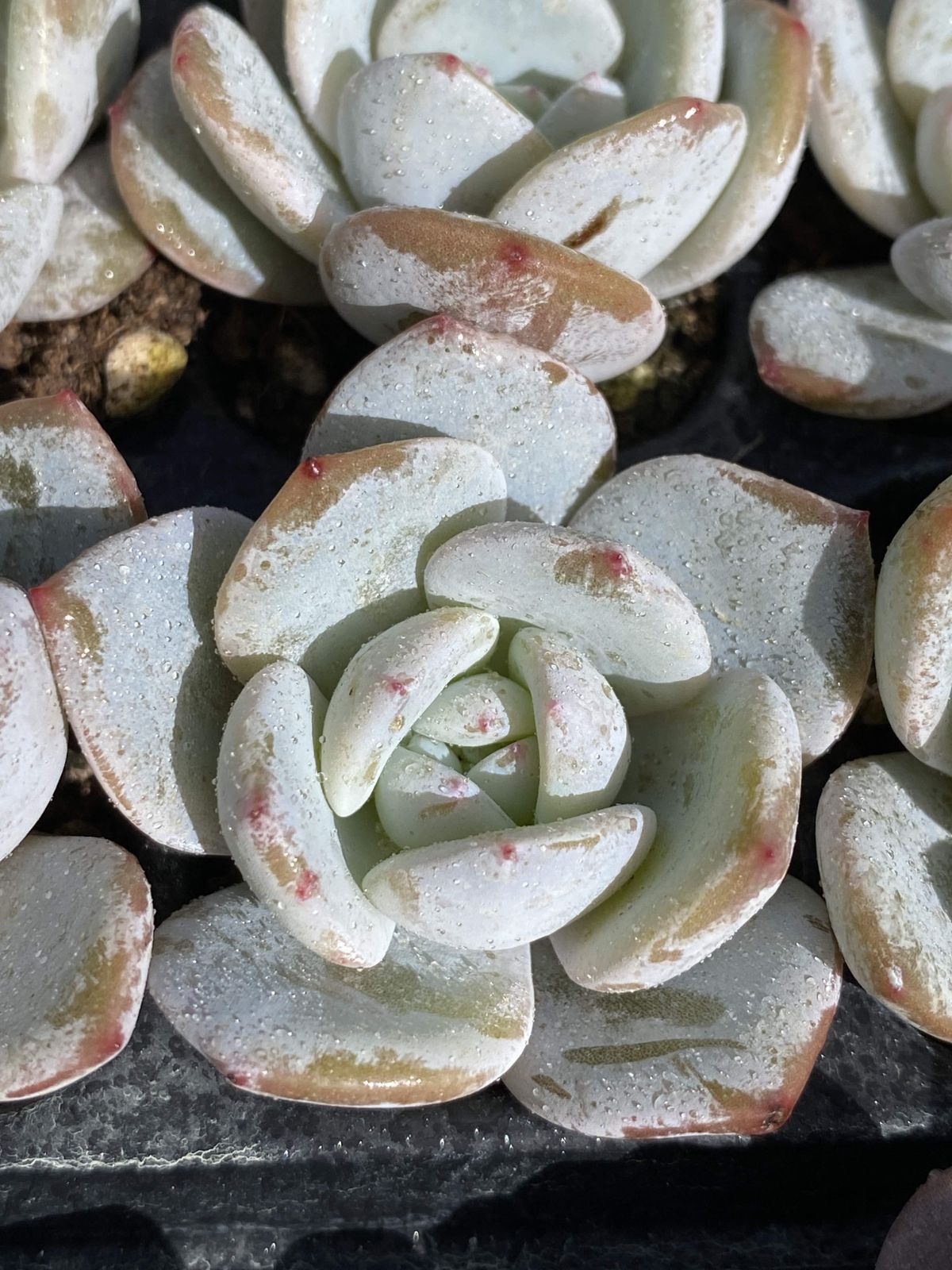 多肉植物 X134 ミルクキャップ 105苗 土根付き エケベリア セダム