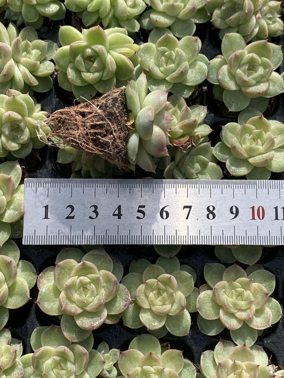 K*Z様 R19 15種類の土と根付き105苗セット 多肉 エケベリア 韓国苗 K*Z