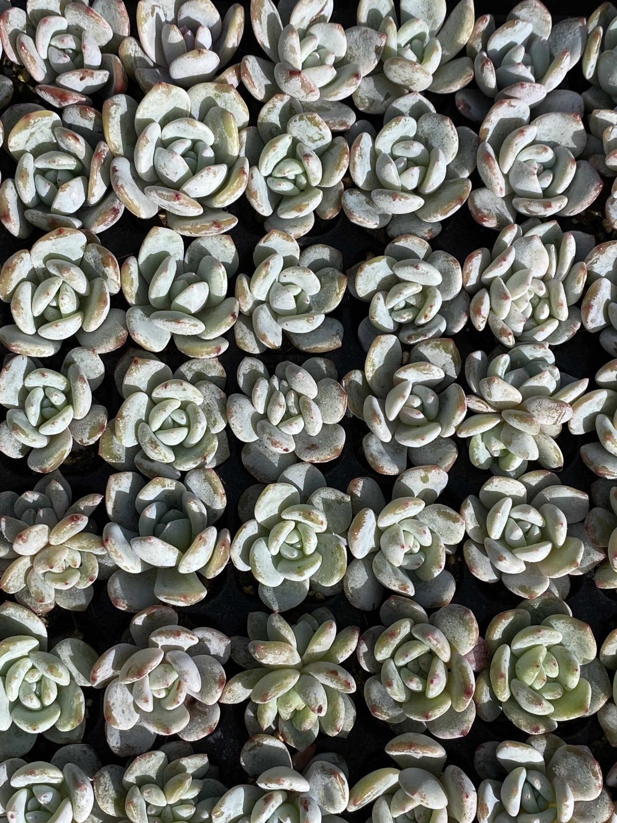 多肉植物 X134 ミルクキャップ 105苗 土根付き エケベリア セダム