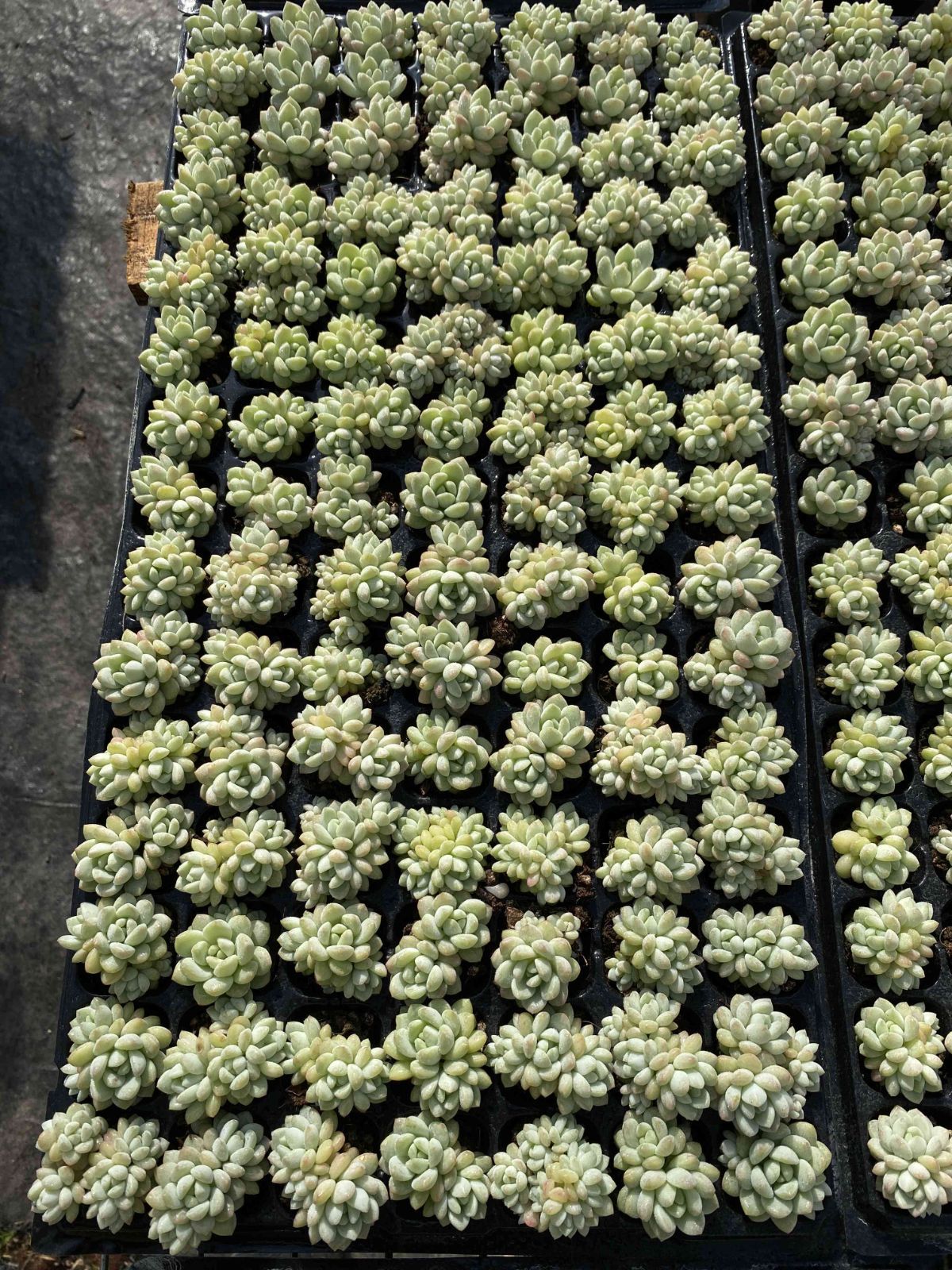 多肉植物 X154 ギョクニュイ 105苗 土根付き エケベリア セダム