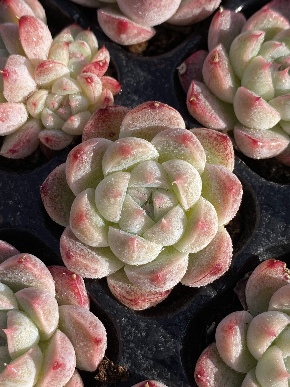 多肉植物 X147 ユウセンカジン 105苗 土根付き エケベリア セダム