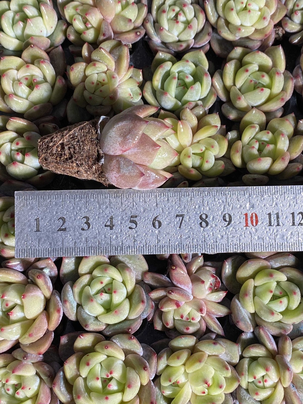 多肉植物 X146 キューオレンジ 105苗 土根付き エケベリア セダム