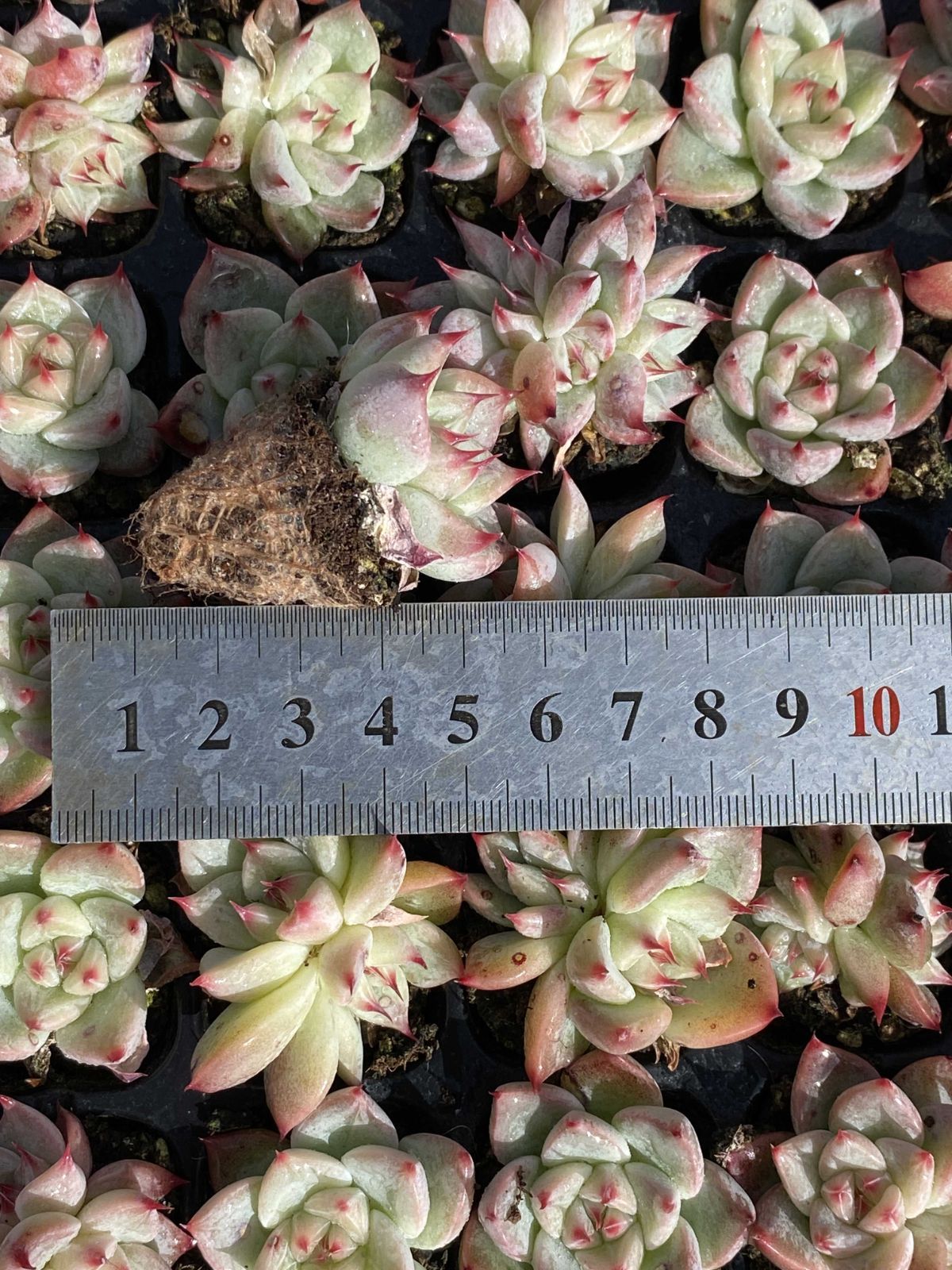 多肉植物 X151 テンクウノジョウ 105苗 土根付き エケベリア セダム