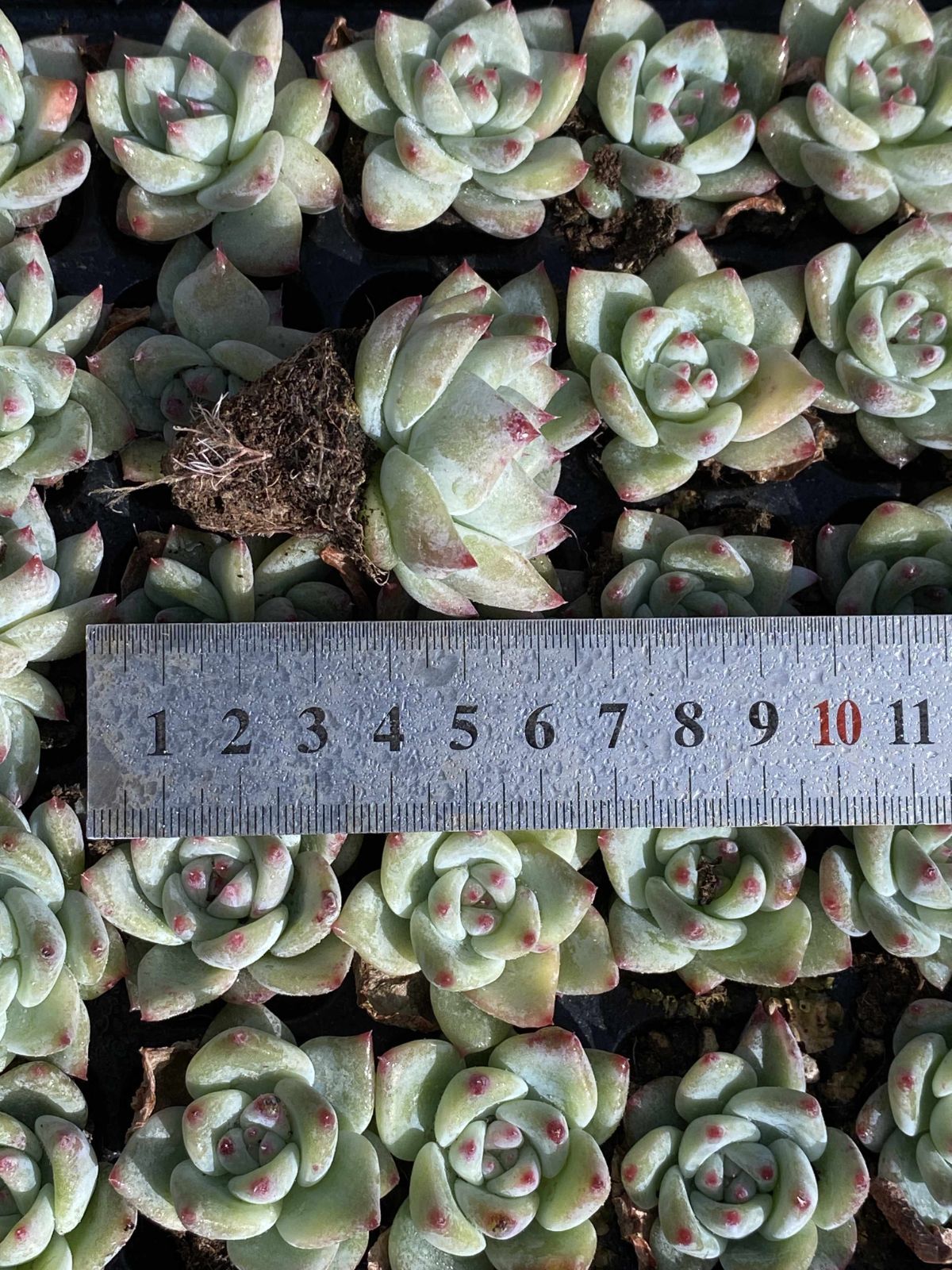 Top【選抜株】多肉植物　23522アモムム 105個　プラグトレー苗 Top【選抜株】多肉植物 22145オレンジモンローQ 105個 プラグトレー苗