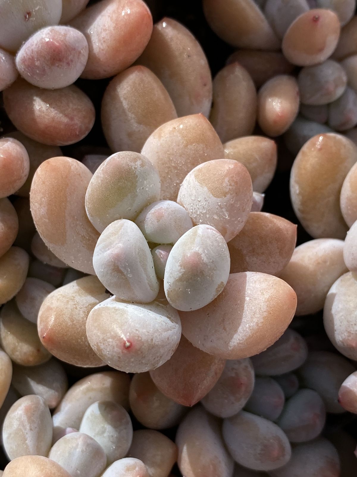 多肉植物 X159 コウスイ 105苗 土根付き エケベリア セダム