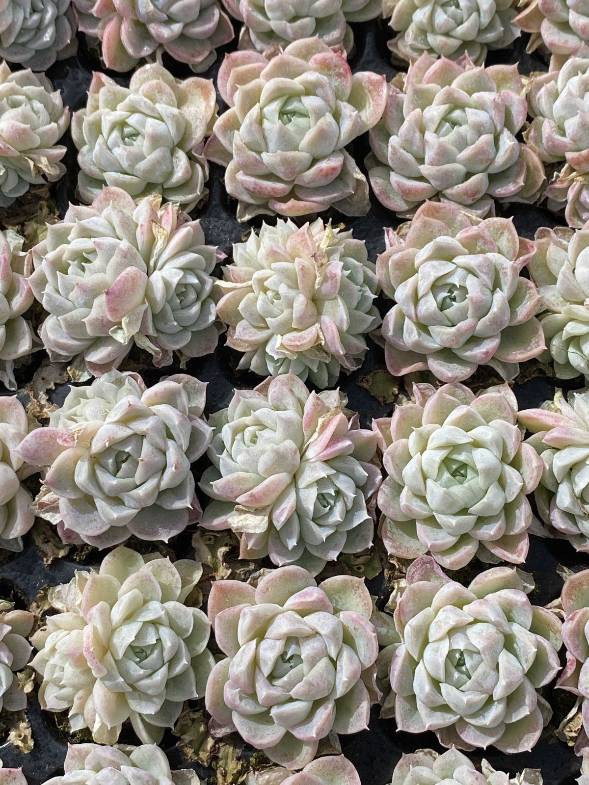 多肉植物 X161 クイーンセッカ 105苗 土根付き エケベリア セダム