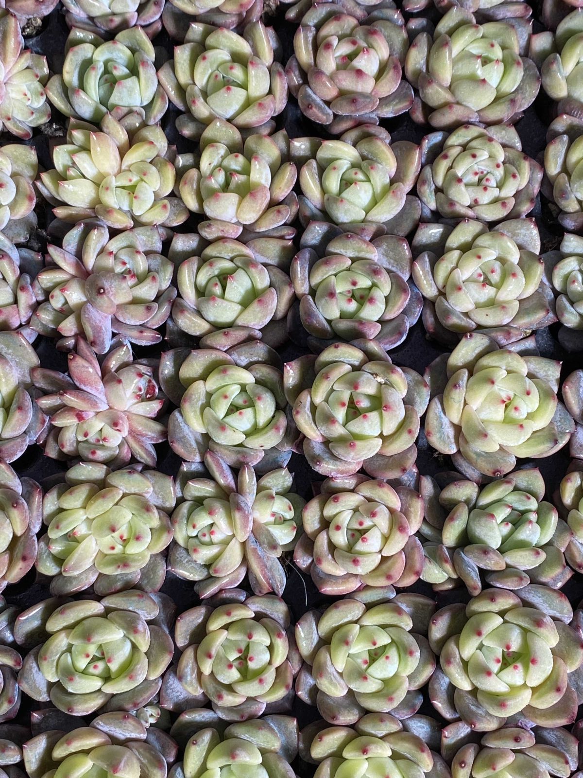 多肉植物 X146 キューオレンジ 105苗 土根付き エケベリア セダム