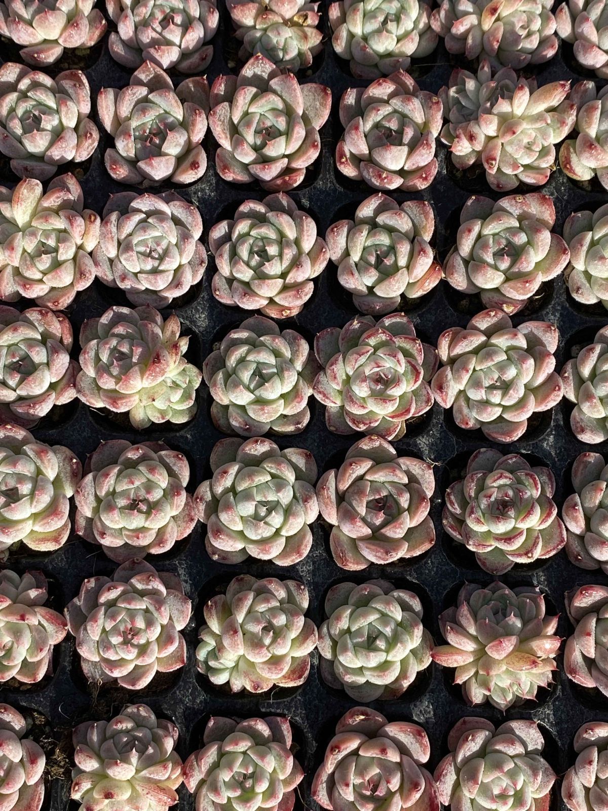 は*る様 X627　15種類の土根付き105苗セット　多肉　エケベリア　韓国苗 多肉植物 X147 ユウセンカジン 105苗 土根付き エケベリア セダム