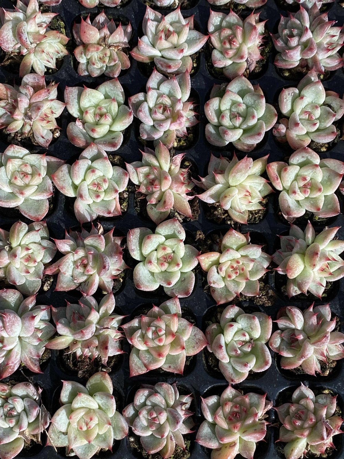 多肉植物 X151 テンクウノジョウ 105苗 土根付き エケベリア セダム