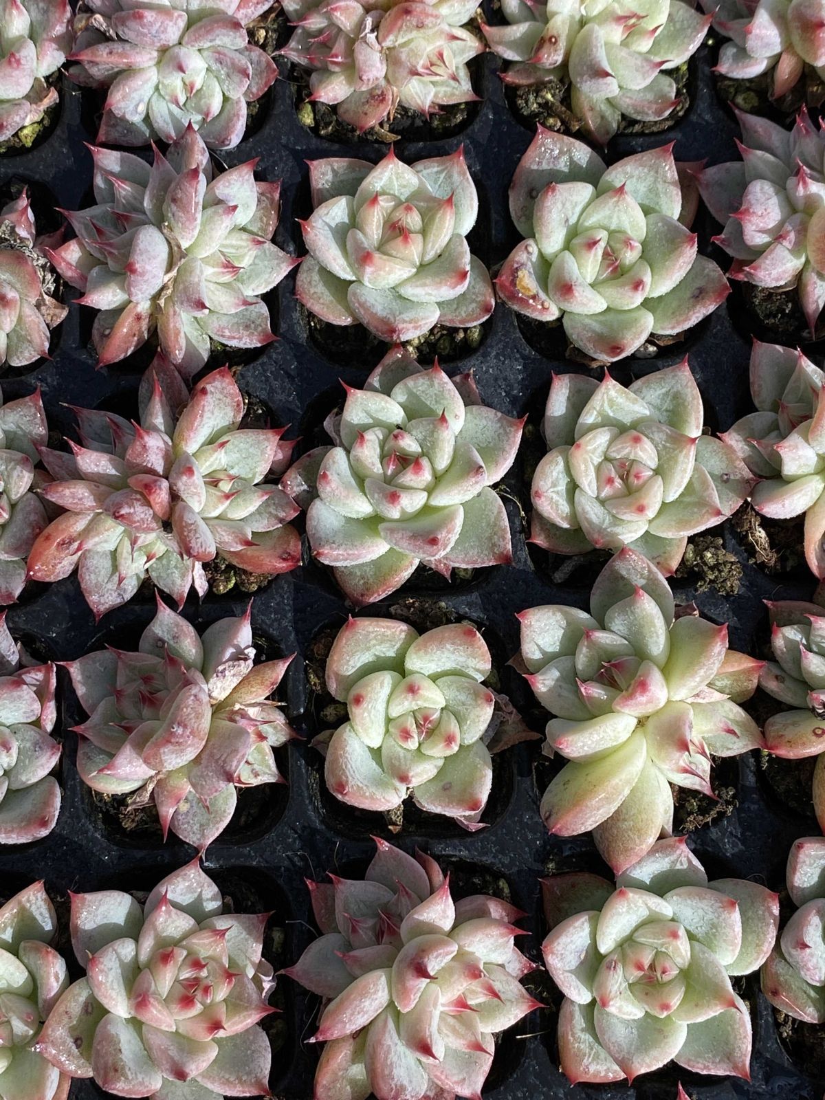 多肉植物 X151 テンクウノジョウ 105苗 土根付き エケベリア セダム