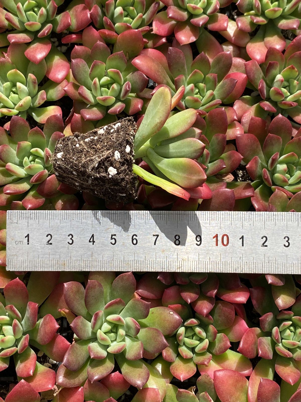 多肉植物 X164 レッドチレン 72苗 土根付き エケベリア セダム