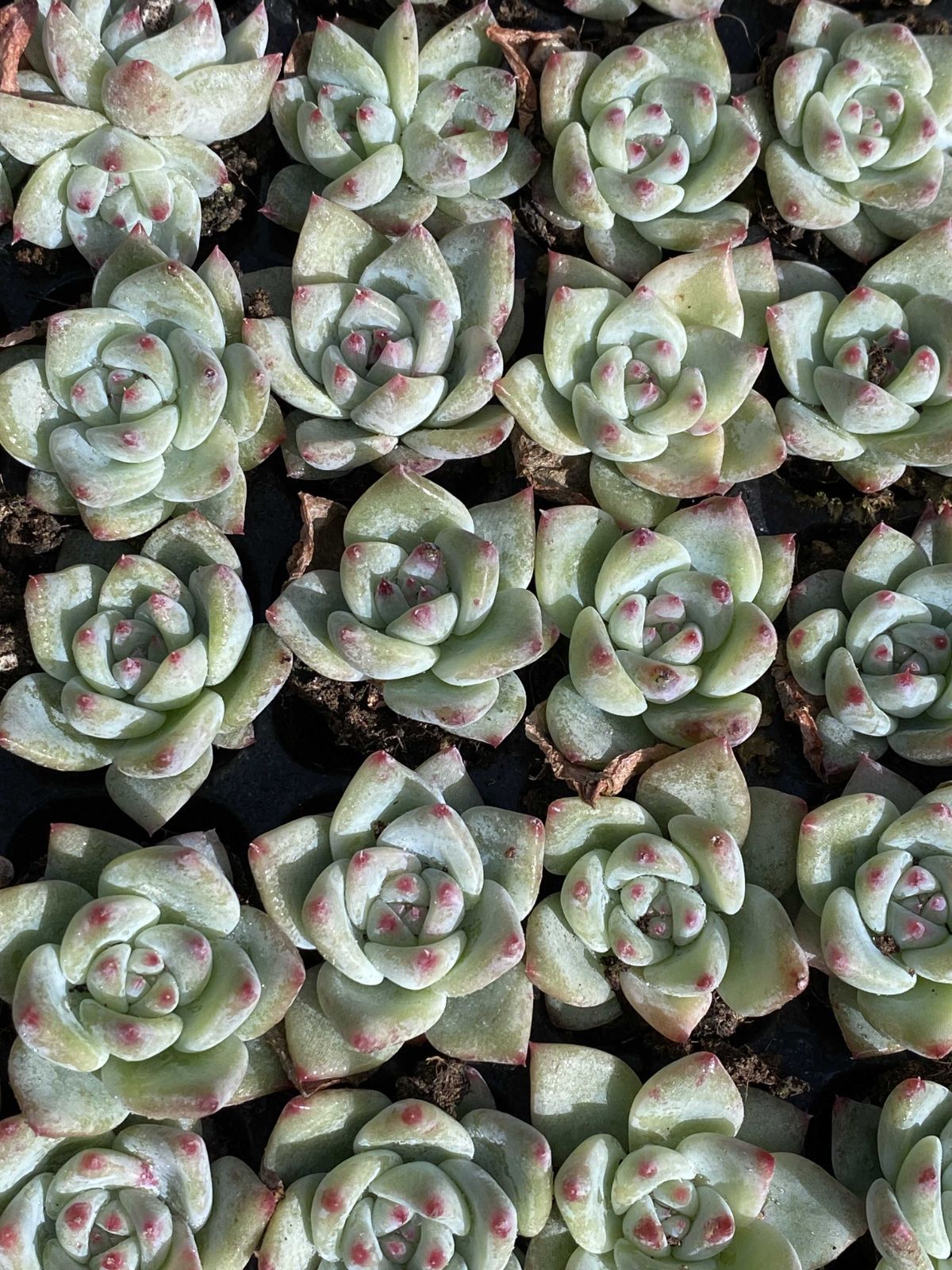 Top【選抜株】多肉植物 23522アモムム 105個 プラグトレー苗 多肉植物