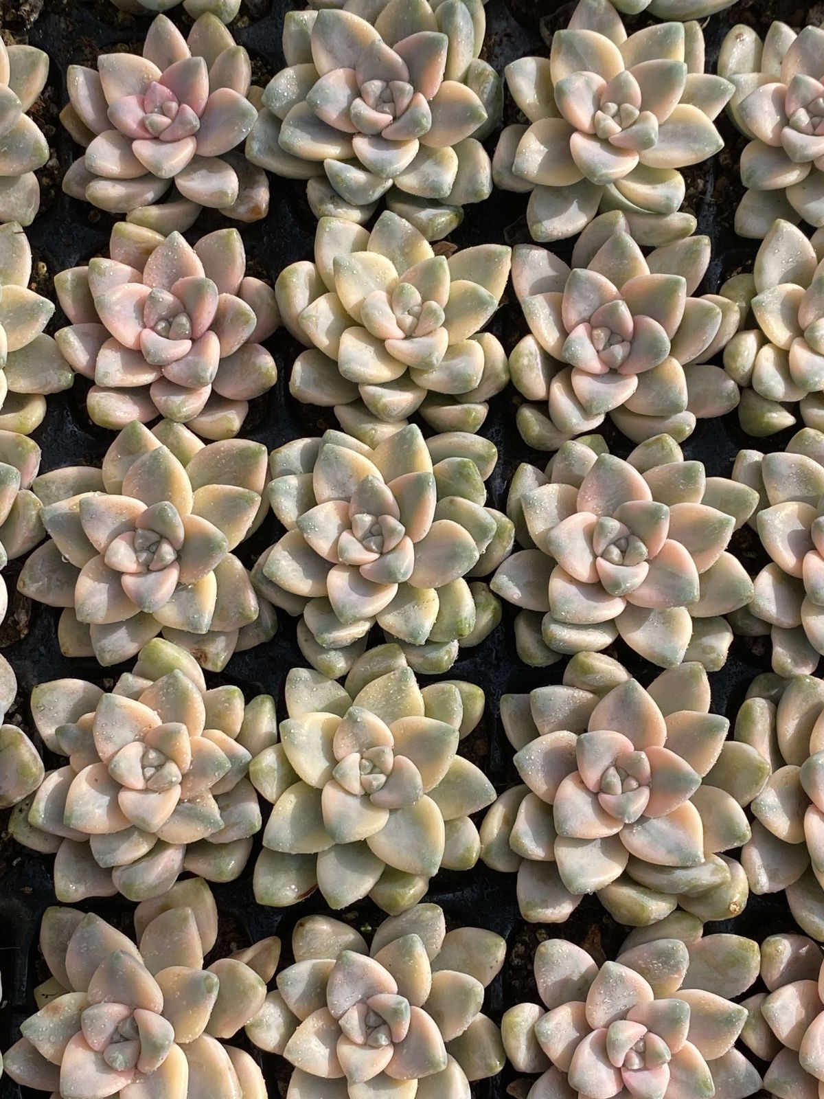 多肉植物 X200 ビキョウキン 50苗 土根付き エケベリア セダム