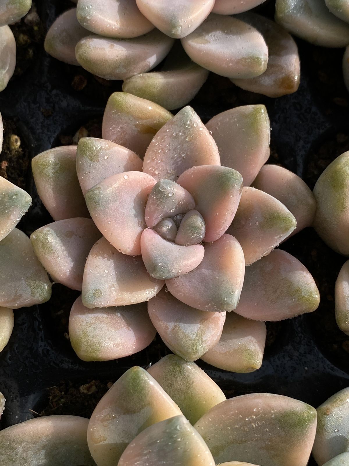 多肉植物 X200 ビキョウキン 50苗 土根付き エケベリア セダム