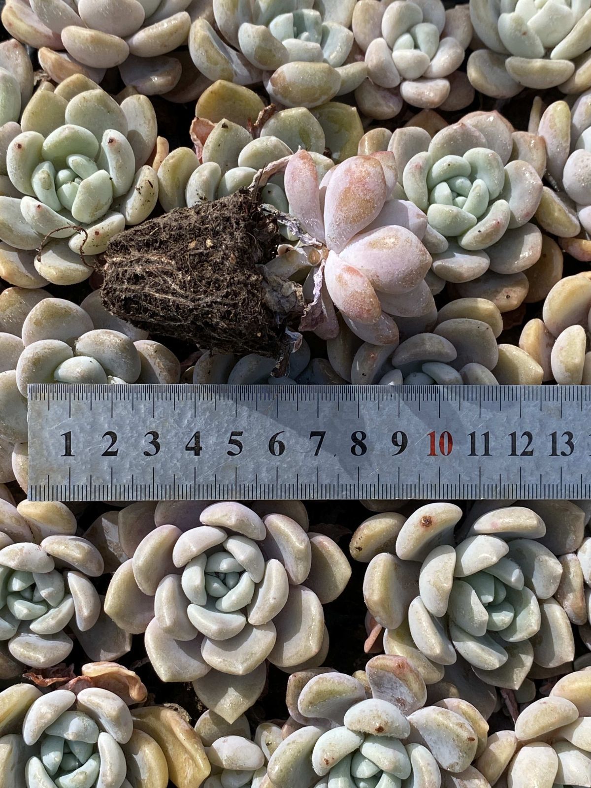 多肉植物 X202 ポンビジン 72苗 土根付き エケベリア セダム