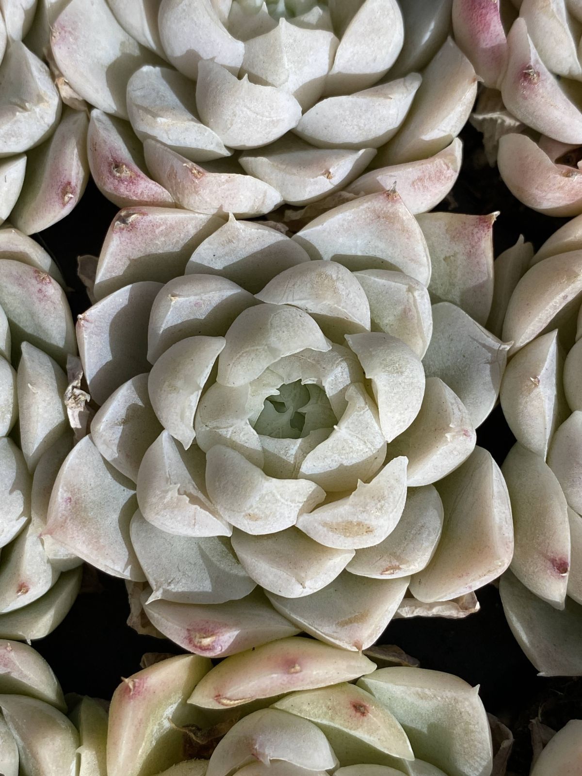 Top【選抜株】多肉植物　23522アモムム 105個　プラグトレー苗 Top【選抜株】多肉植物 23522アモムム 105個 プラグトレー苗 多肉植物