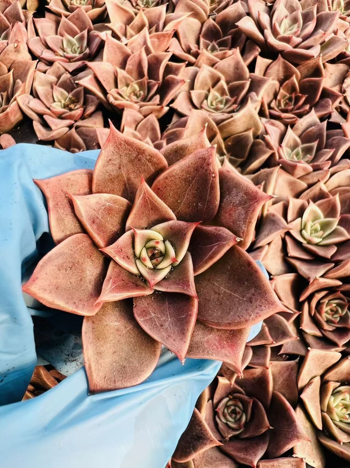 多肉植物 X257 ミーア 105苗 土根付き エケベリア セダム アエオニウム