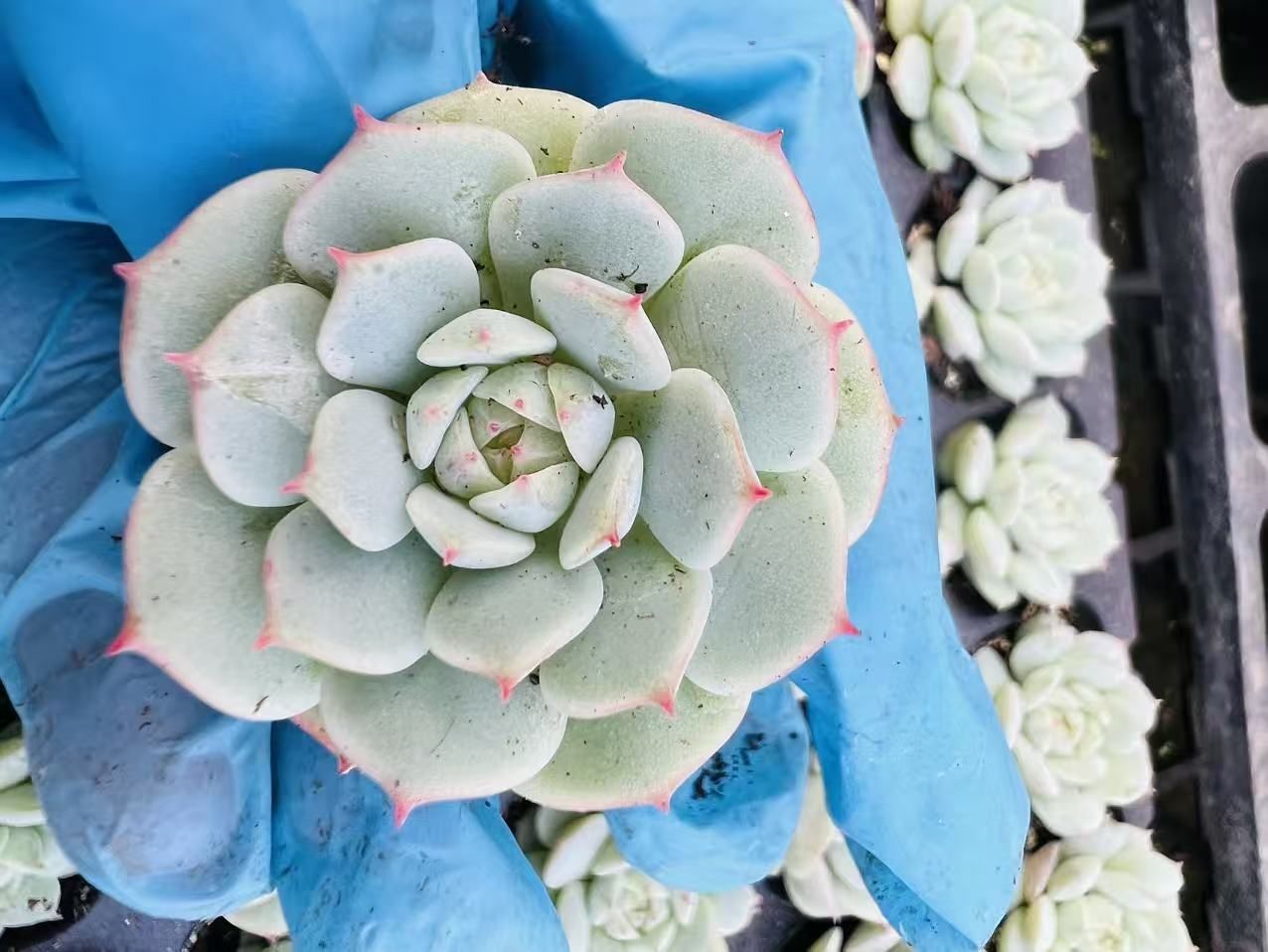 Top【選抜株】多肉植物　23528チェリーズ 105個　プラグトレー苗 2苗セット 多肉植物 プラグ苗 1号ポット 多年草 丈夫 かわいい 庭