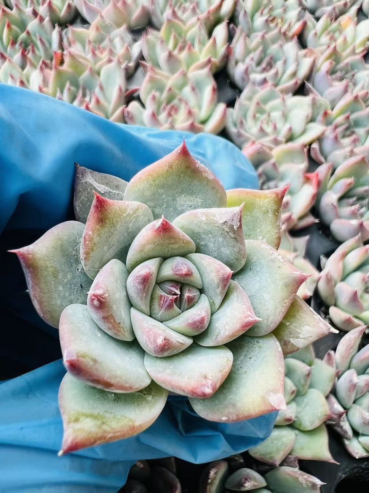 多肉植物 X263 チワワ 105苗 土根付き エケベリア セダム アエオニウム