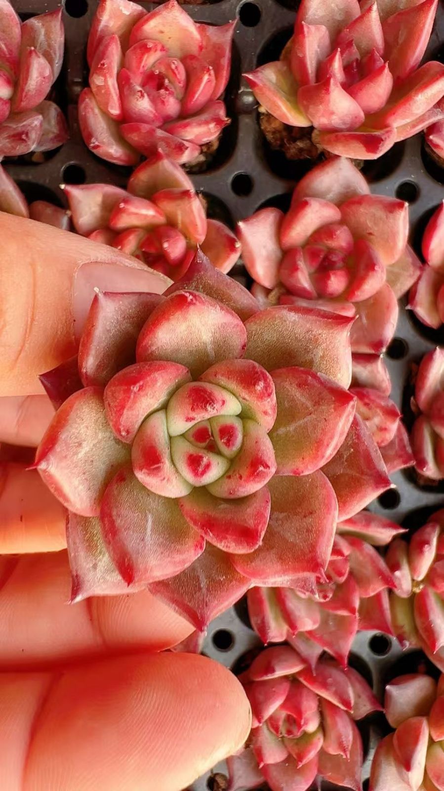 多肉植物 X292 コウガンミツゴ 105苗 土根付き エケベリア セダム