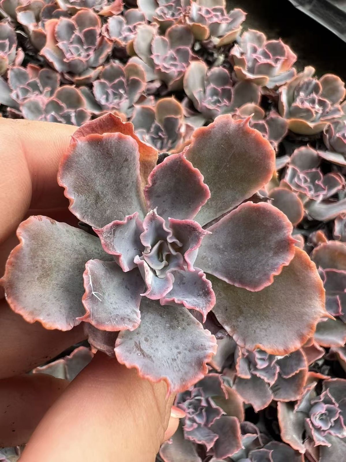 多肉植物 X288 バンカノマイ 105苗 土根付き エケベリア セダム