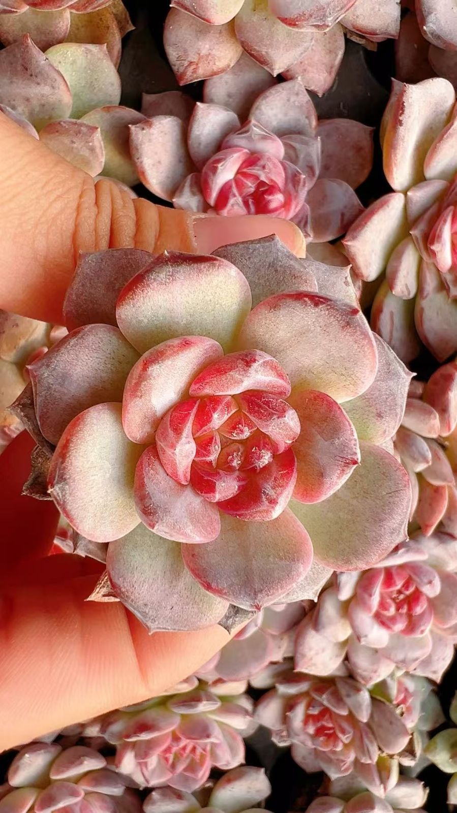 多肉植物 X290 コハク 72苗 土根付き エケベリア セダム アエオニウム