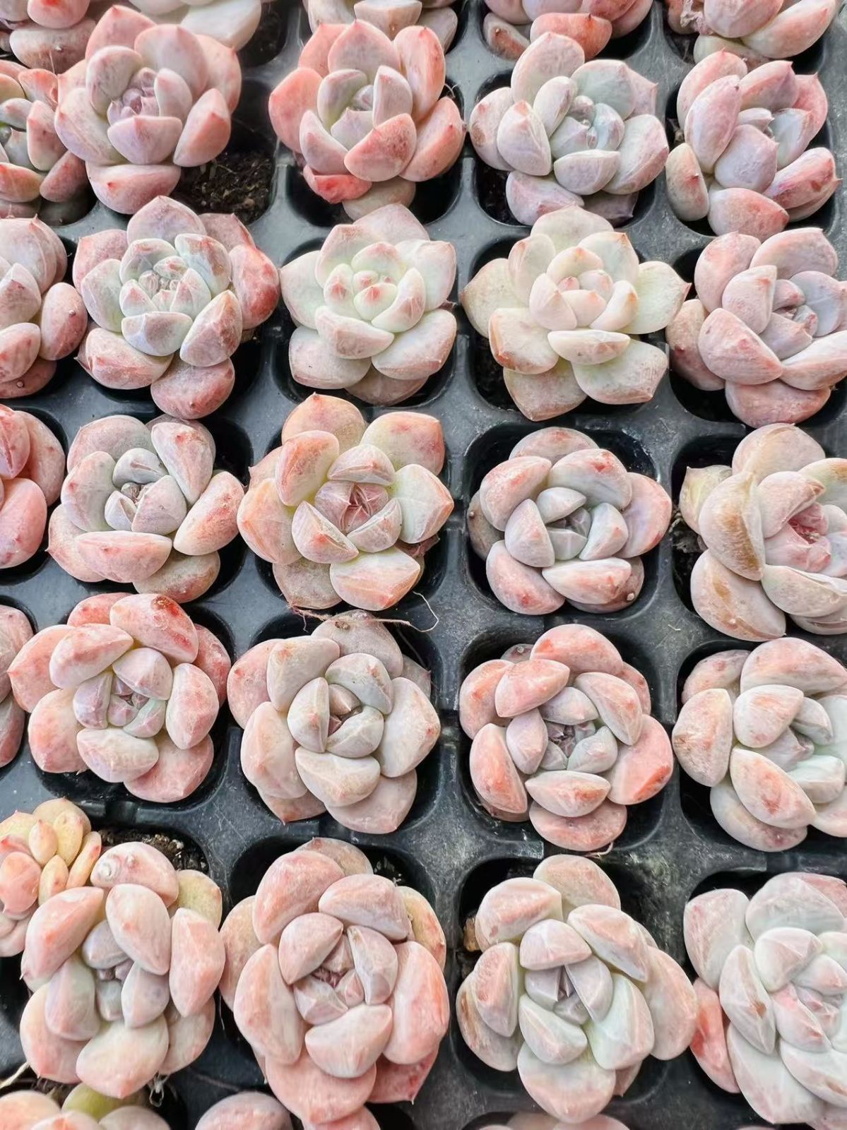 多肉植物 X280 ストロベリーボボ 128苗 土根付き エケベリア セダム