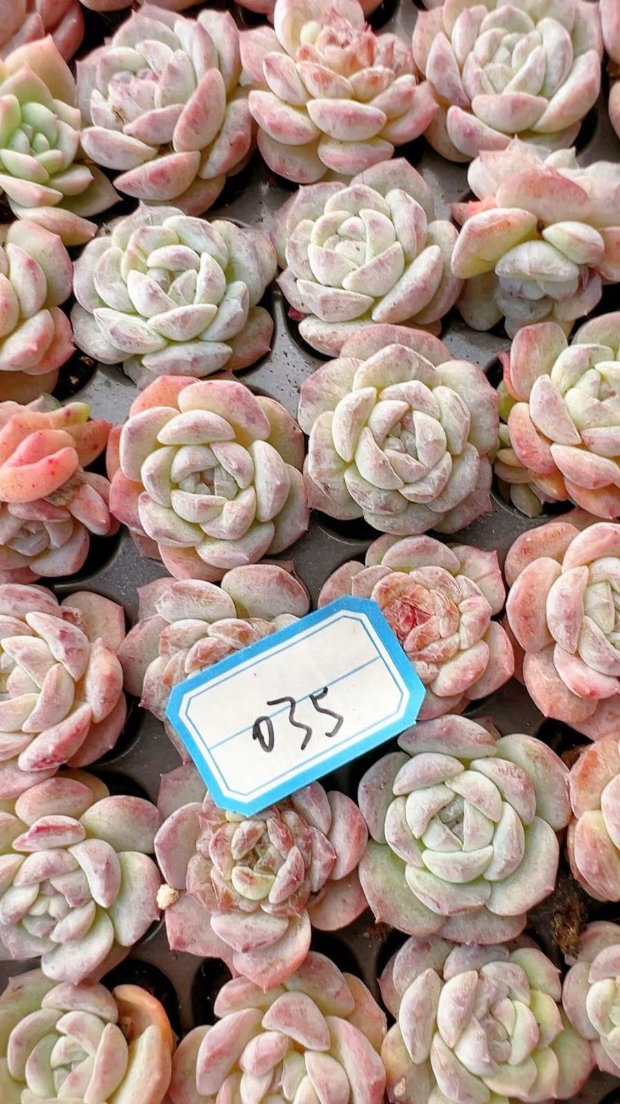 多肉植物 X272 ヒョウハクセッカ 128苗 土根付き エケベリア セダム