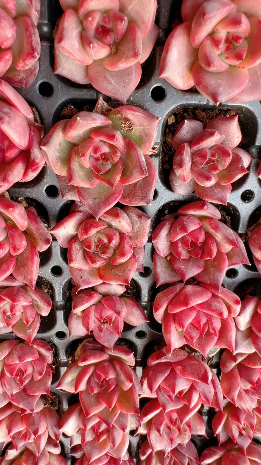 多肉植物　韓国苗　アメトルム　発根済み Amazon.co.jp: A！！多肉植物 アメトルム 韓国苗 美苗 農園直売 観葉