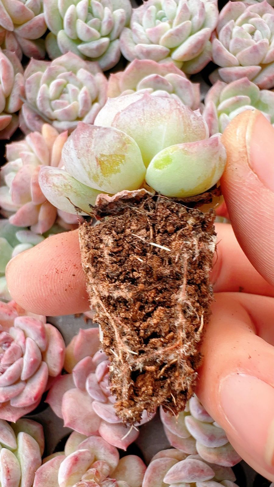 多肉植物 X272 ヒョウハクセッカ 128苗 土根付き エケベリア セダム