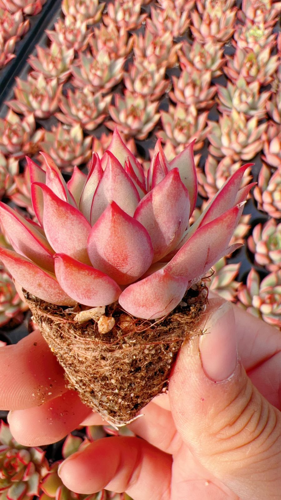 多肉植物 X300 ダイホウレントウ 72苗 土根付き エケベリア セダム