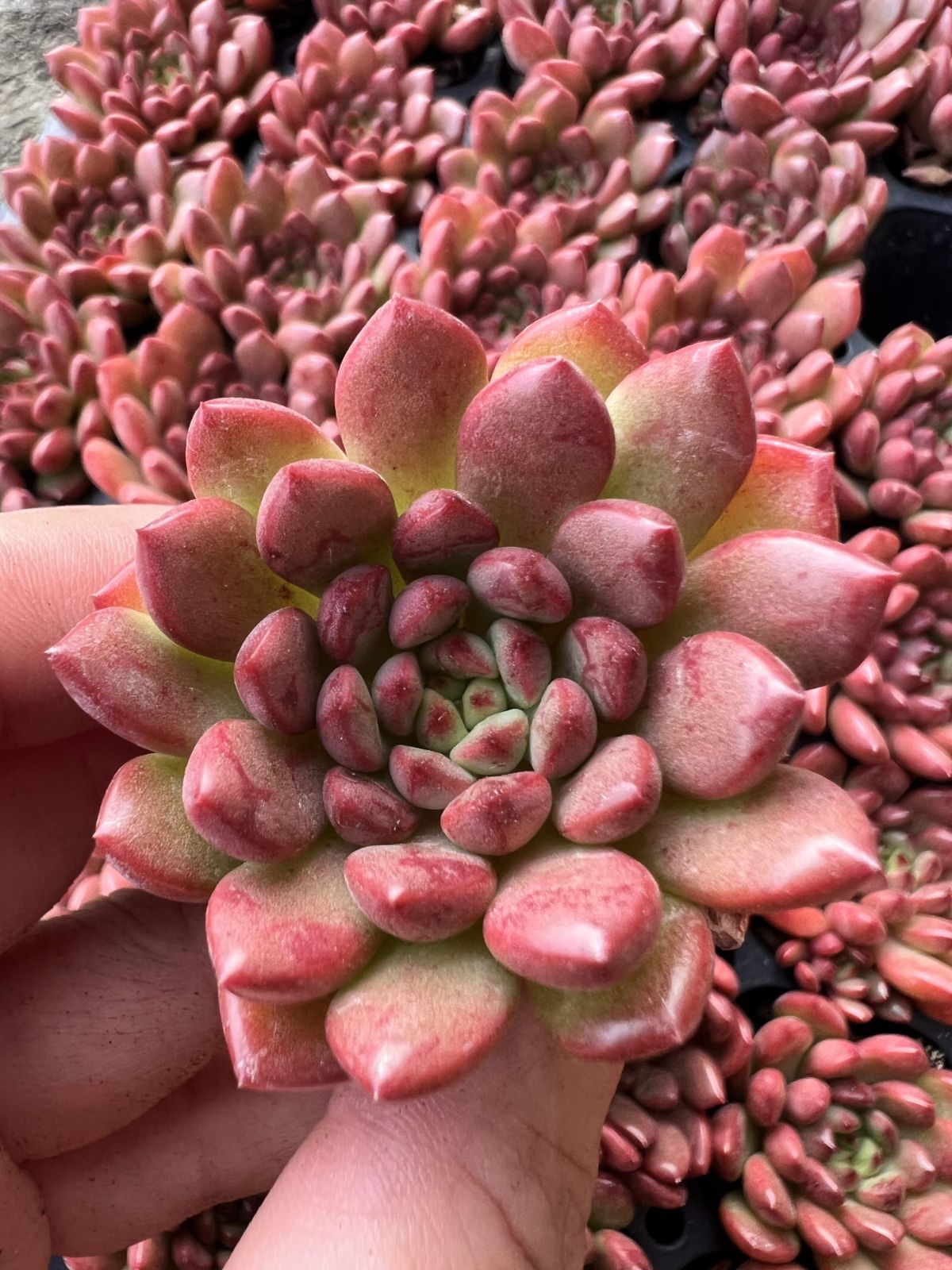 多肉植物　韓国苗　アメトルム　発根済み Amazon.co.jp: A！！多肉植物 アメトルム 韓国苗 美苗 農園直売 観葉