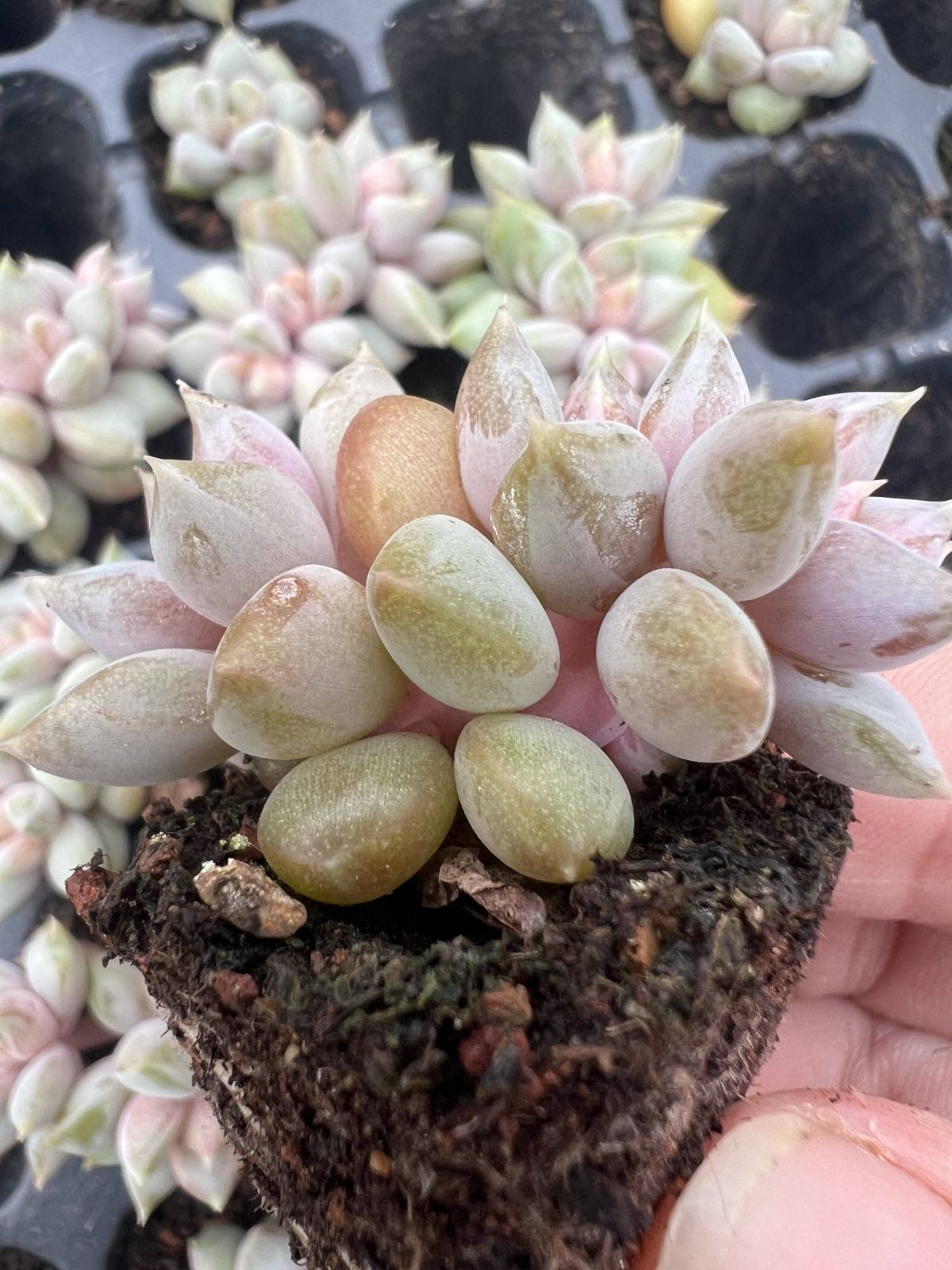 多肉植物 X309 レッドアイボリー 105苗 土根付き エケベリア セダム