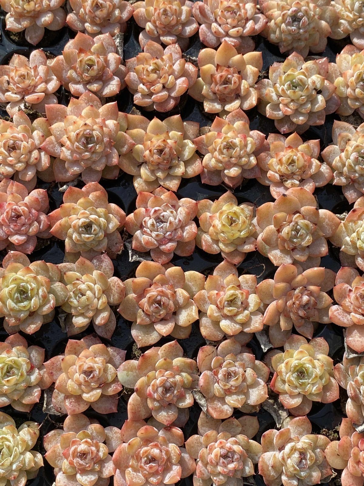 多肉植物 X348 ヒョウヒョウ 105苗 土根付き エケベリア セダム