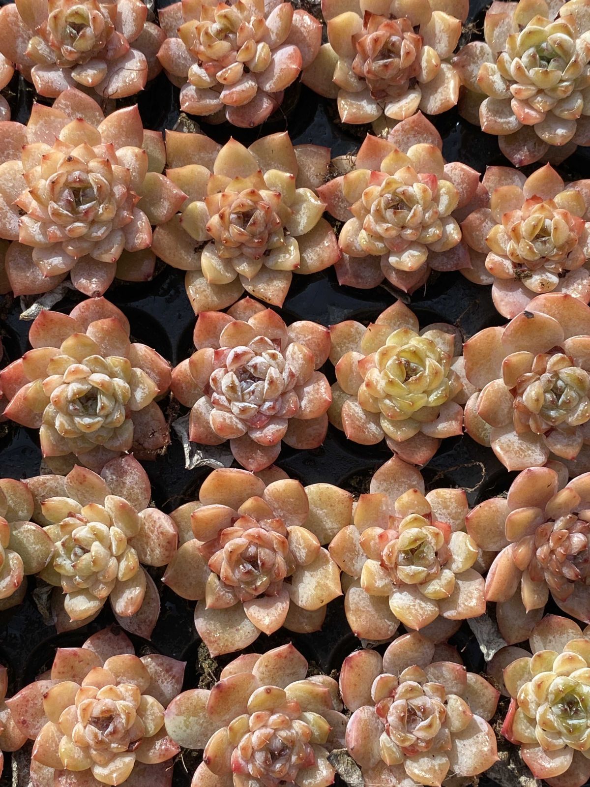 多肉植物 X348 ヒョウヒョウ 105苗 土根付き エケベリア セダム