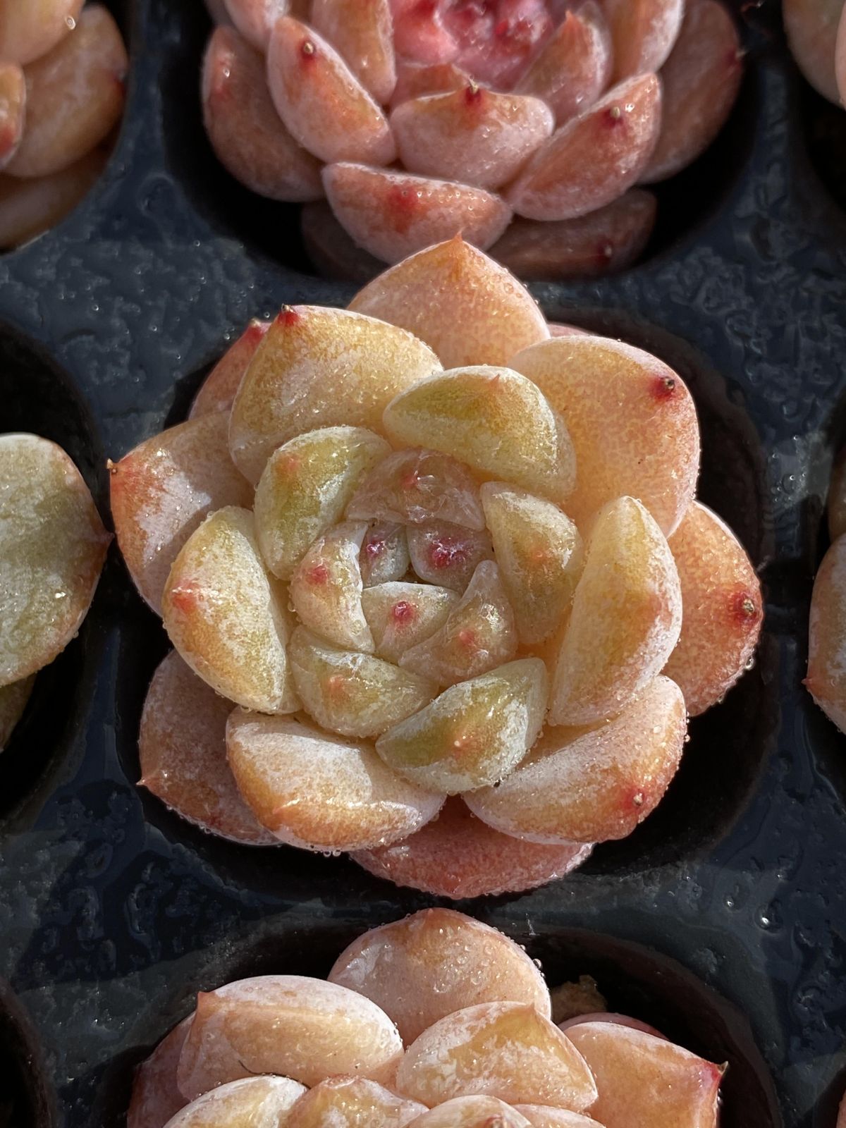 多肉植物 X343 トウシン 105苗 土根付き エケベリア セダム