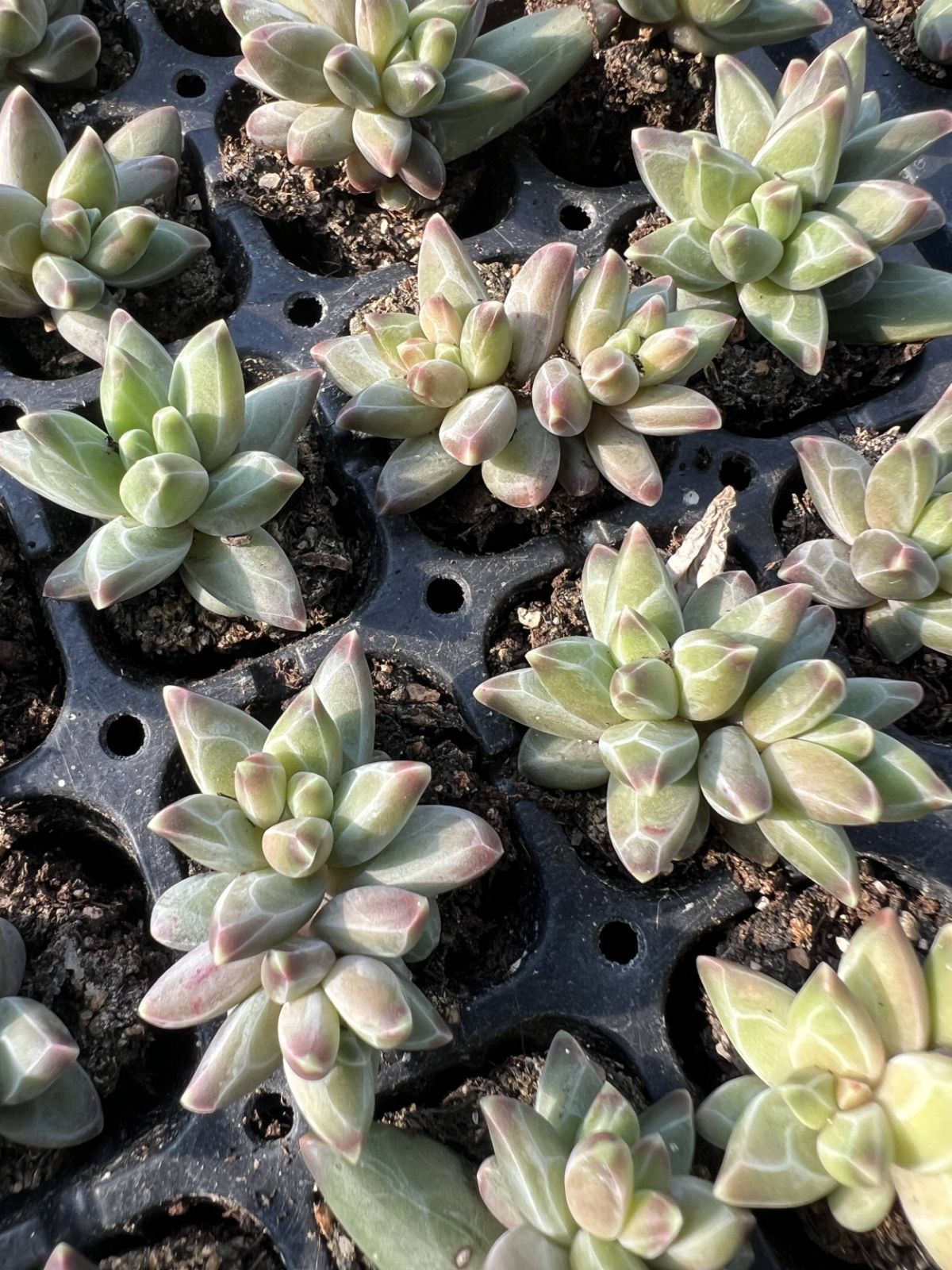 多肉植物 X322 ヴァンゴー 105苗 土根付き エケベリア セダム