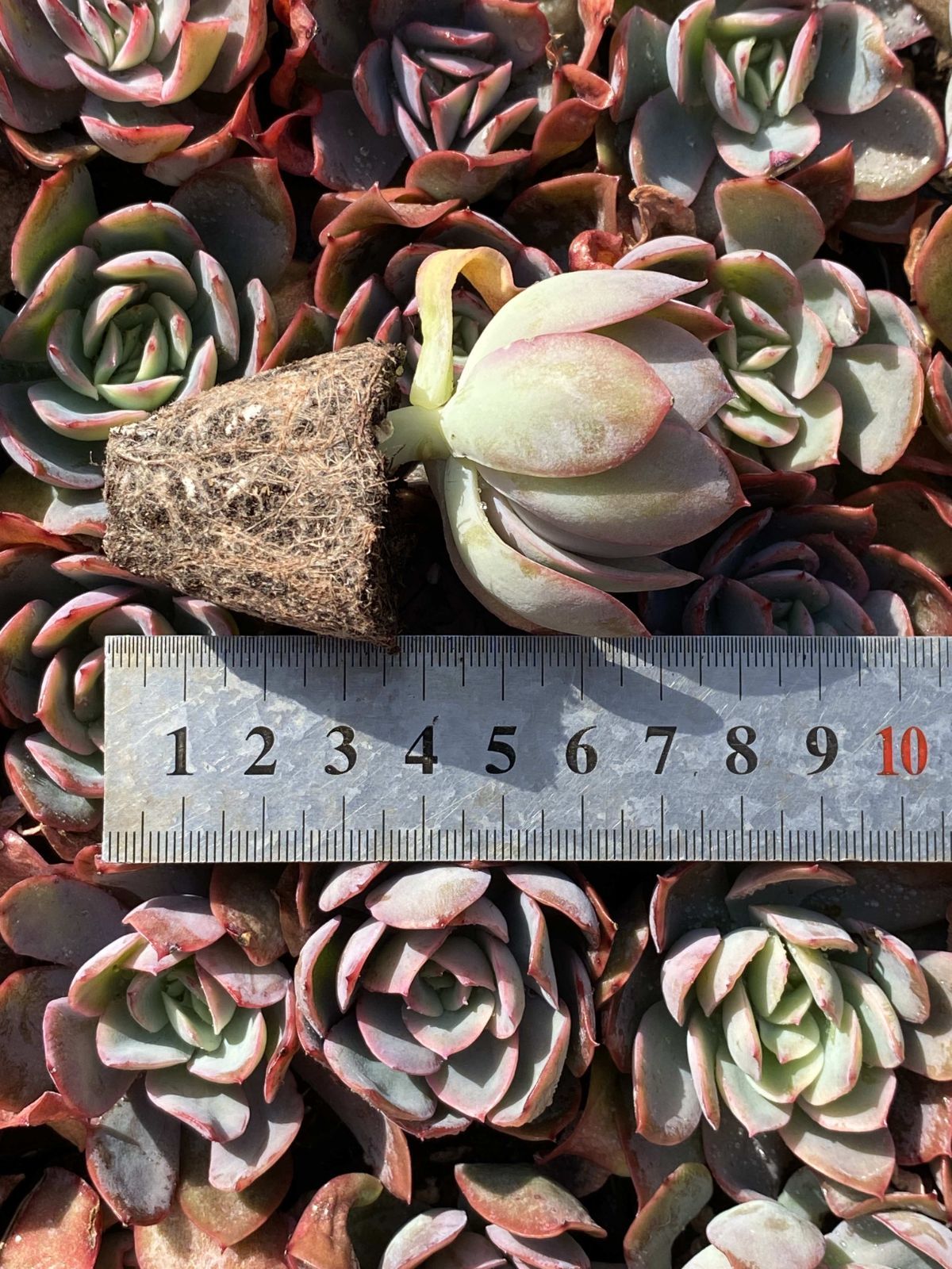 多肉植物 X329 キラ 72苗 土根付き エケベリア セダム アエオニウム