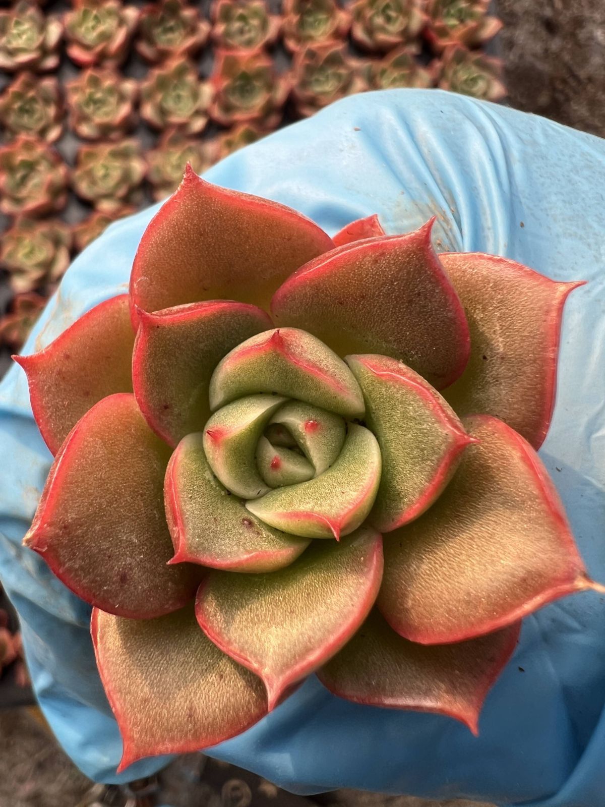 多肉植物 X319 コウトウカジン 128苗 土根付き エケベリア セダム