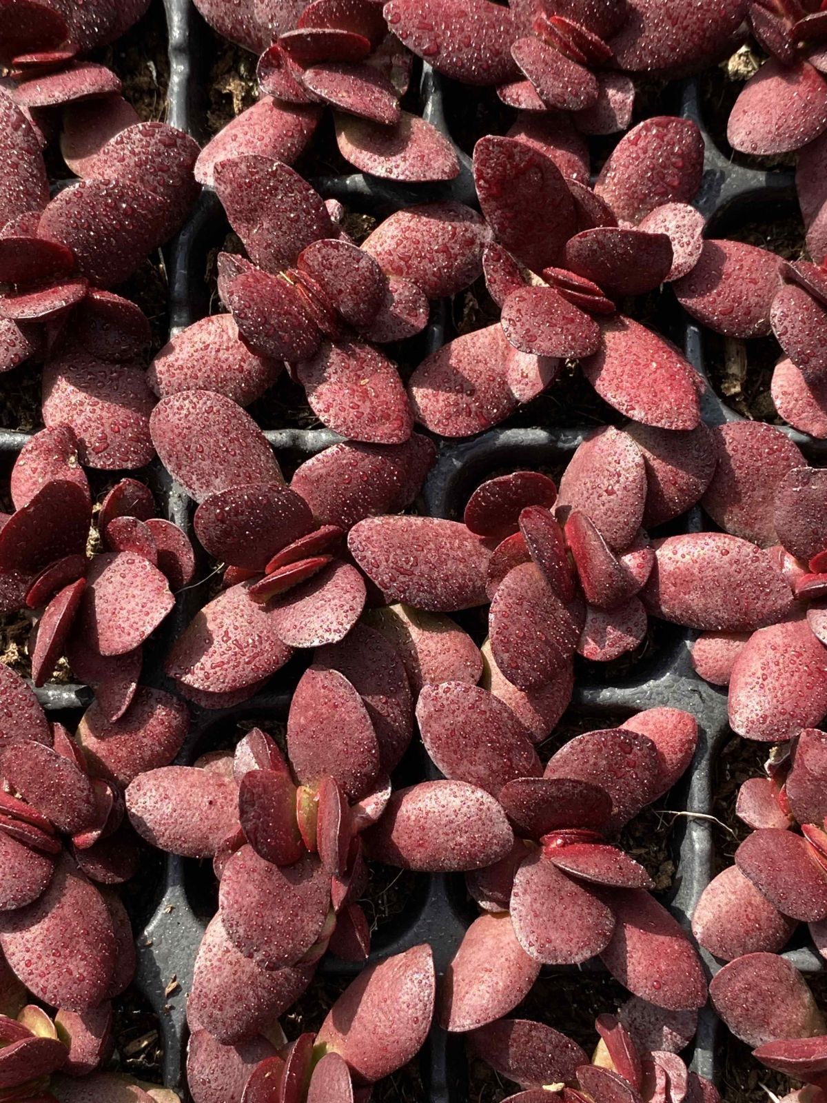 多肉植物 X344 ムラサキチョウ 128苗 土根付き エケベリア セダム