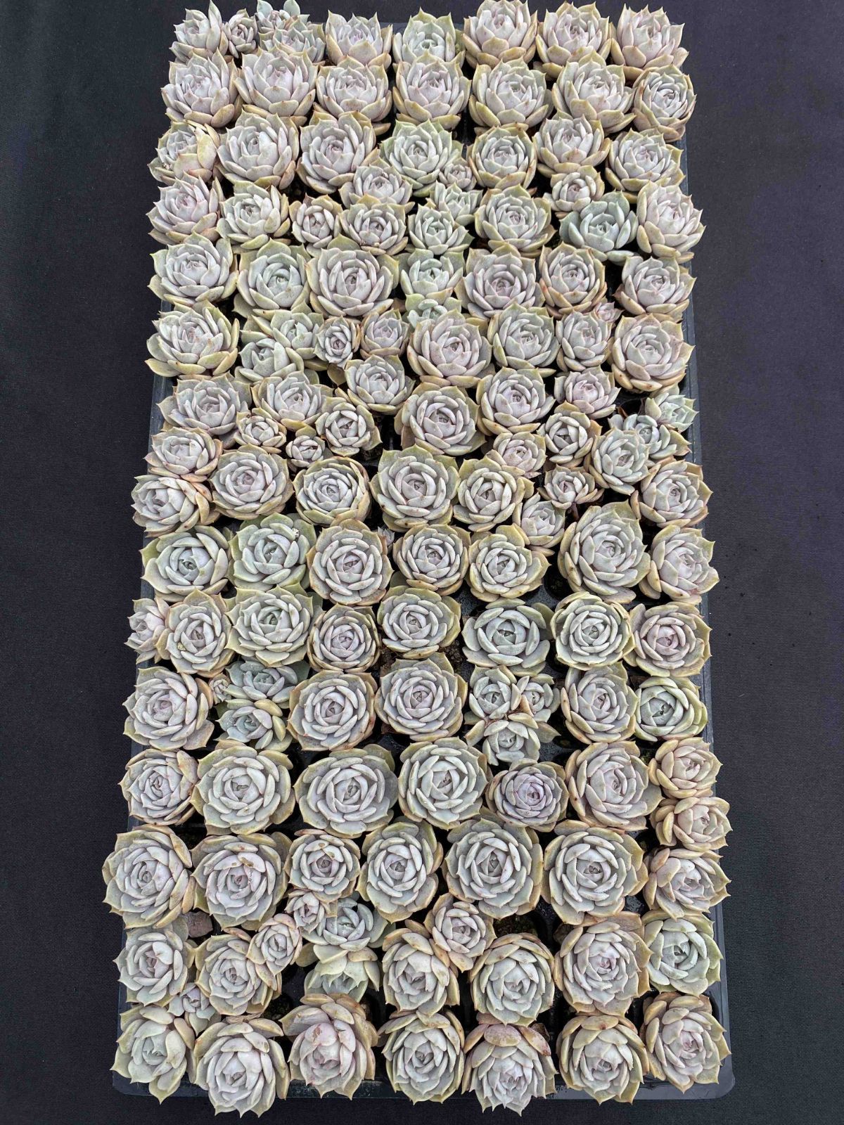 発売中 ルナレン 105苗セット 土・根付き 美苗 エケベリア 多肉植物