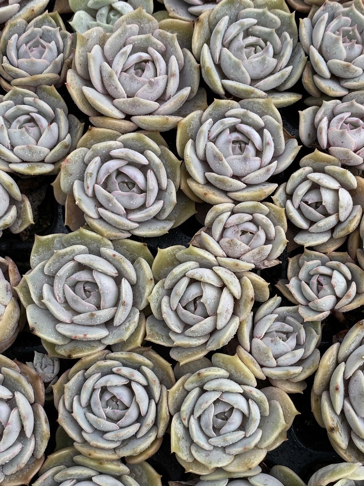 ①多肉植物【ルナレン】2苗セット 抜き苗 エケベリア ①多肉植物