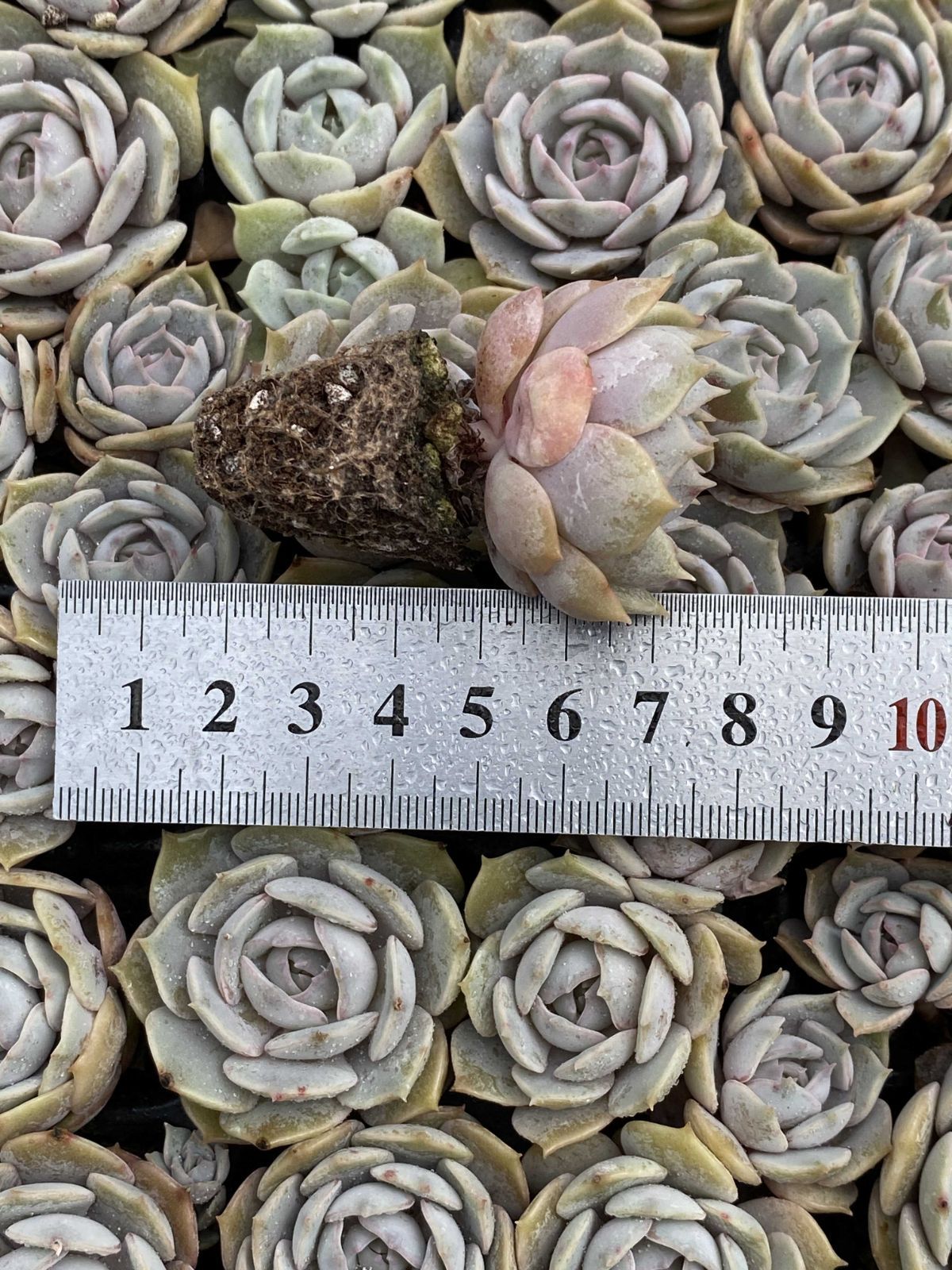 発売中 ルナレン 105苗セット 土・根付き 美苗 エケベリア 多肉植物