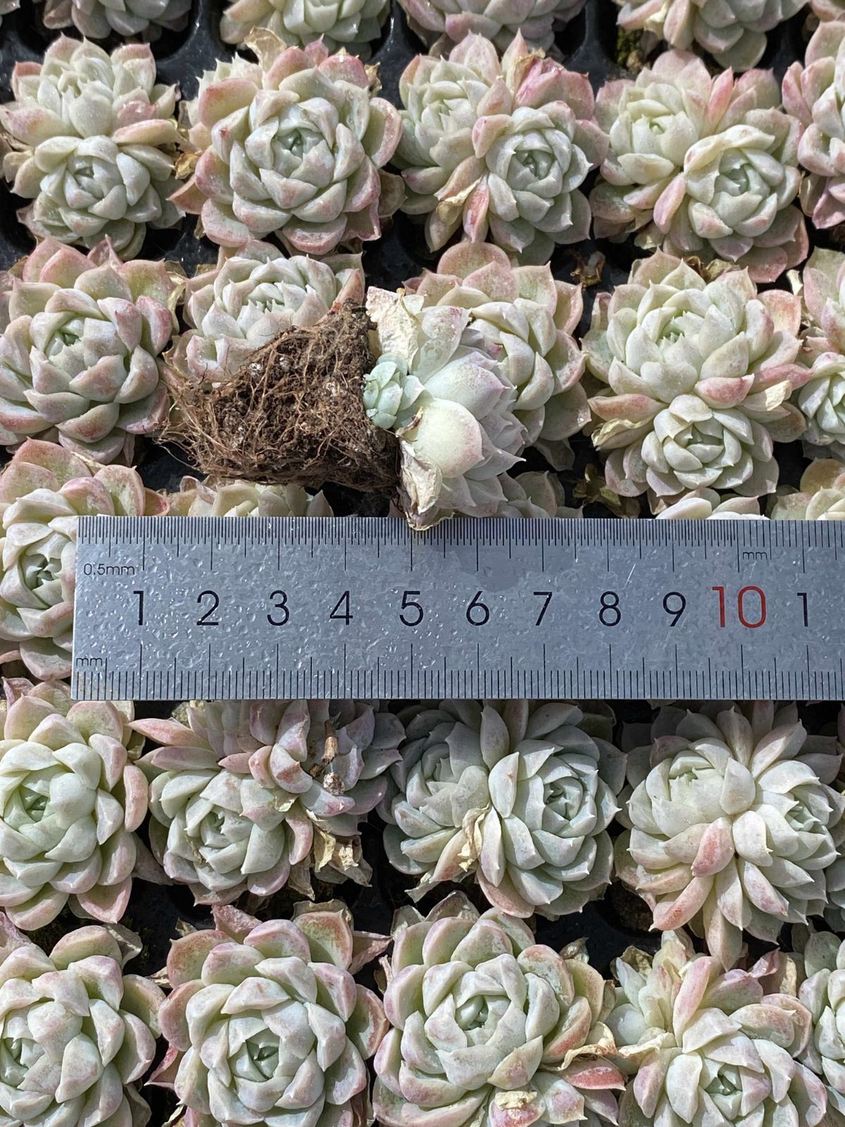 発売中 クイーンセッカ 105苗セット 土・根付き 美苗 エケベリア 多肉