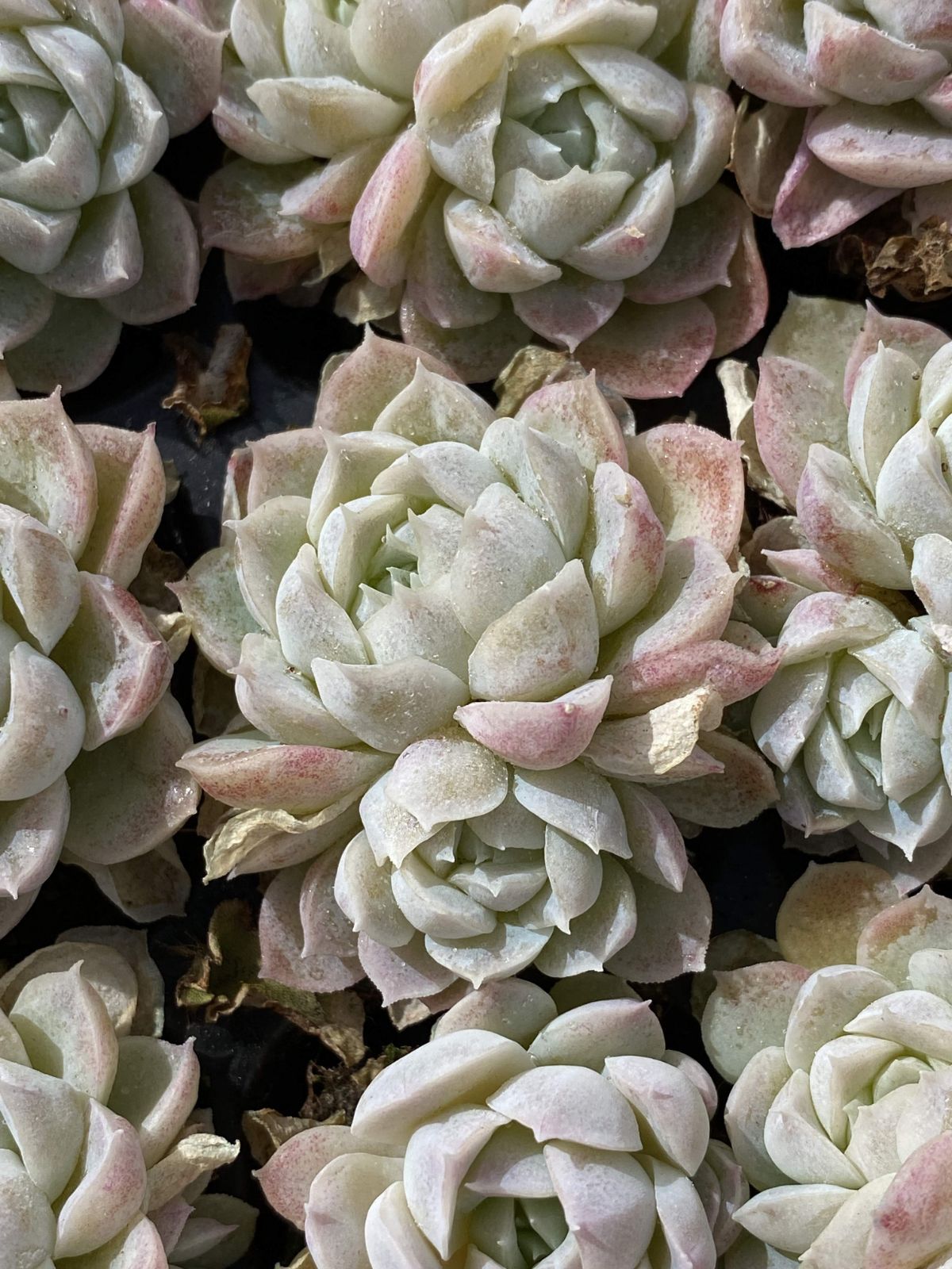 発売中 クイーンセッカ 105苗セット 土・根付き 美苗 エケベリア 多肉