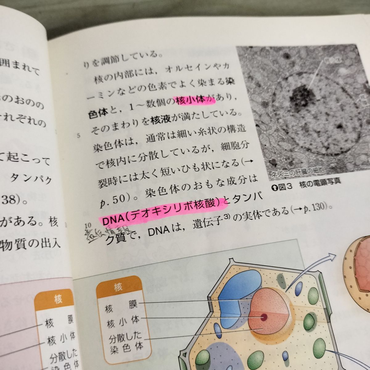 中古] 高等学校 生物? 教科書 数研出版 平成18年 2002年 140049 - メルカリ