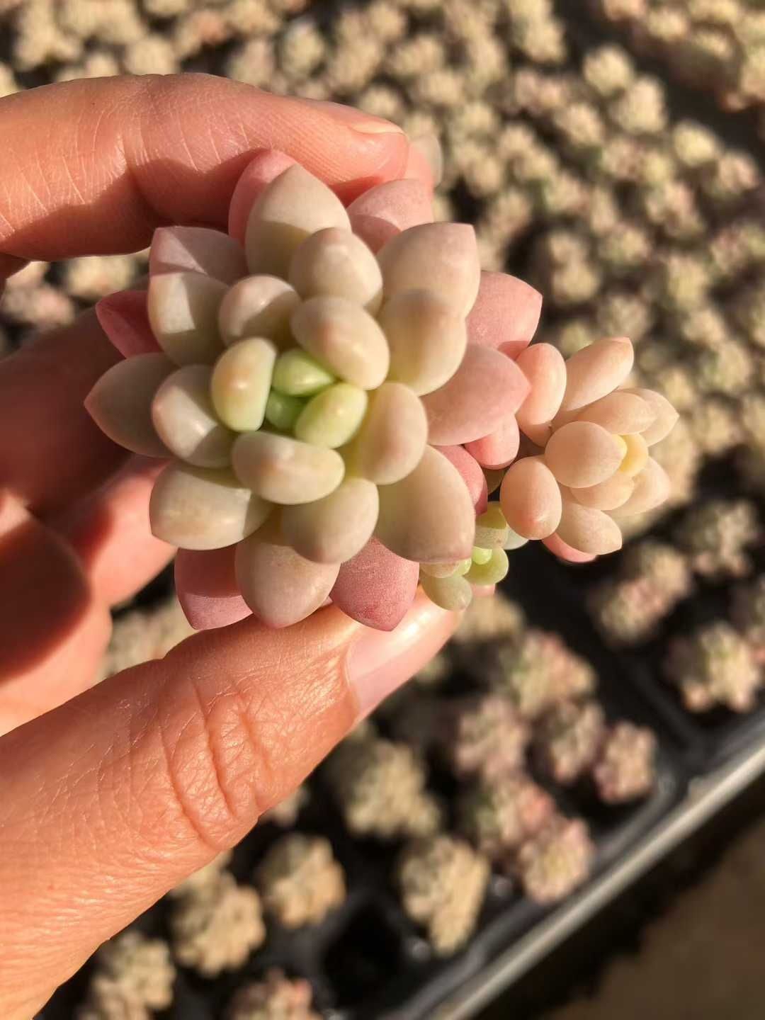 多肉植物 X360 ロココ 105苗 土根付き エケベリア セダム アエオニウム