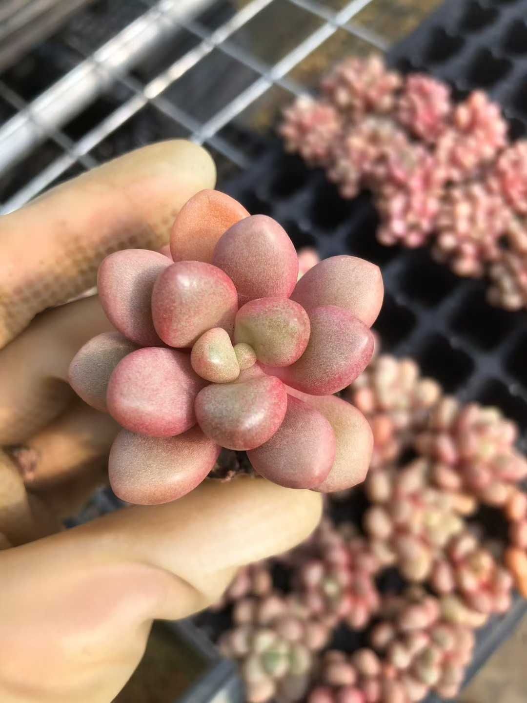 多肉植物 X359 センブンパ 105苗 土根付き エケベリア セダム